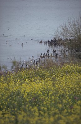 Von Senfblüten gelbe Wiese und Vögel am Ufer des Sees Gennesaret