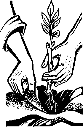 Einpflanzen eines Setzlings